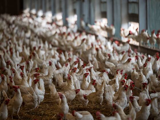 Les agriculteurs misent de plus en plus sur la viande de poulet